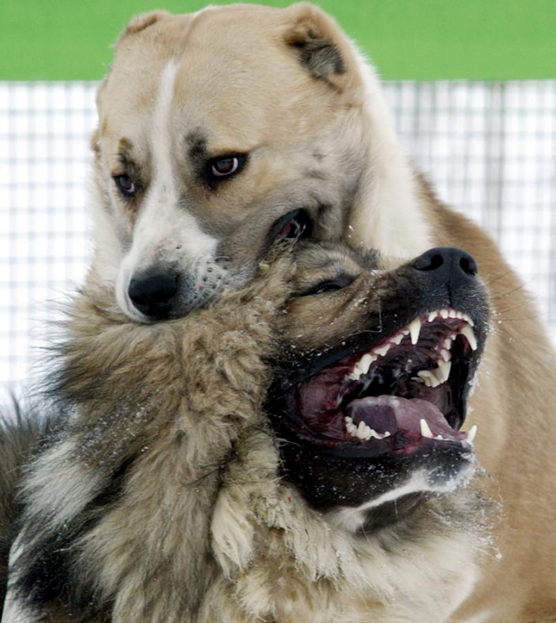 القوقازي أوفتشاركا - Caucasian Shepherd