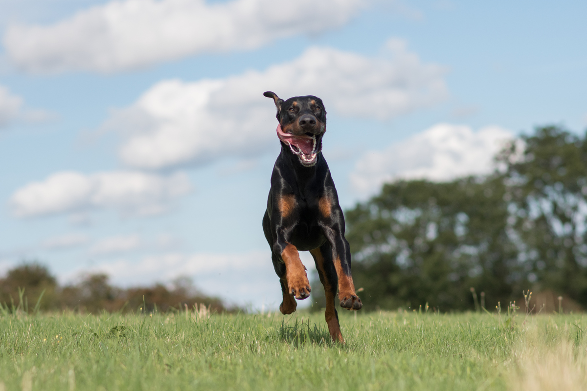 دو دوبرمان - Doberman