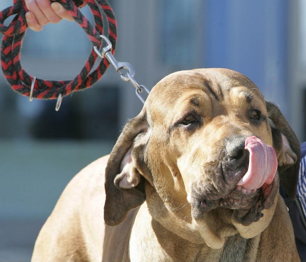 الفيلا البرازيلي - Fila Brasileiro