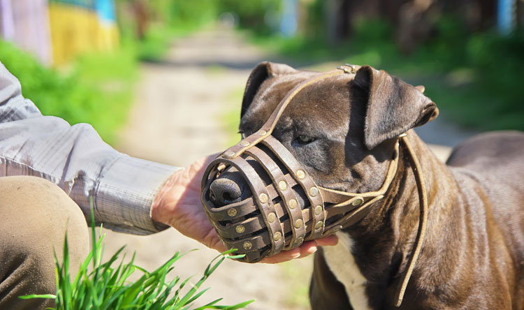 بيت بول - Pit bull