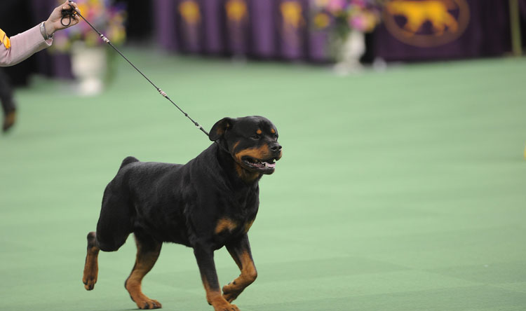 روت وايلر - Rottweiler