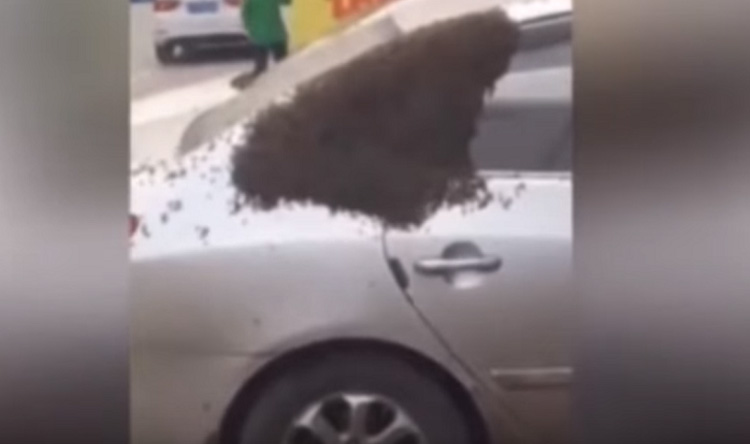 بالفيديو: سيارة تتحول إلى خلية نحل!