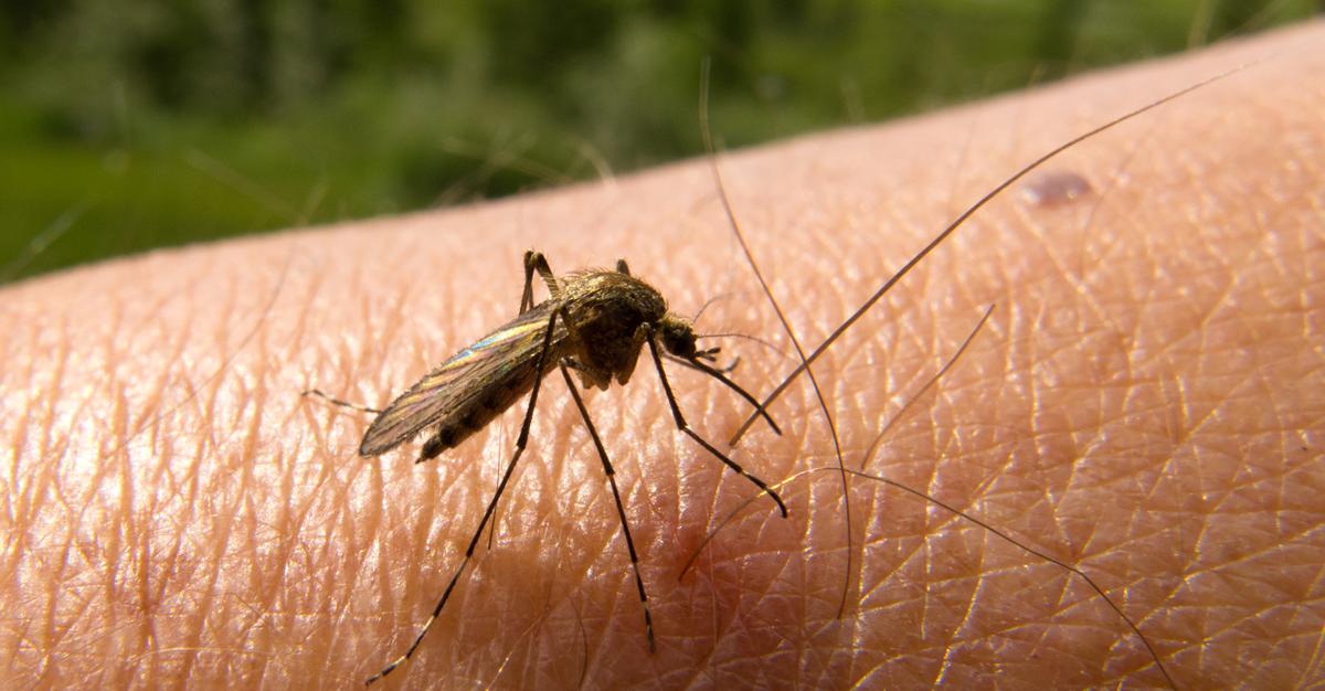 اكتشاف سر بقاء طفيل الملاريا على قيد الحياة