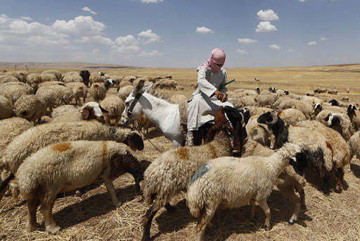 نجاة راع من رشقات رشاشة في محور بركة النقار