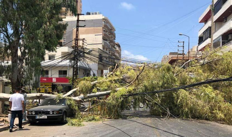 سقوط شجرة معمرة على سيارات مركونة قرب مشروع قيد الانشاء في صور