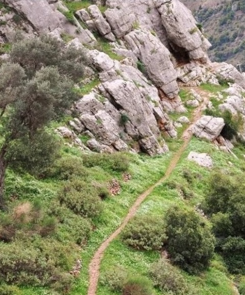 تادي عواد