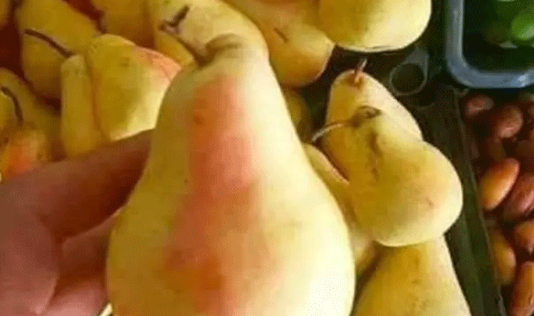 الكمثرى