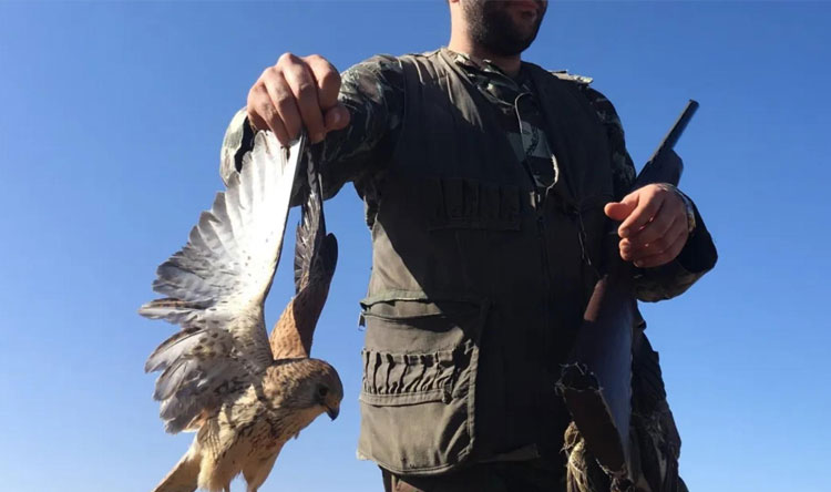 طيور