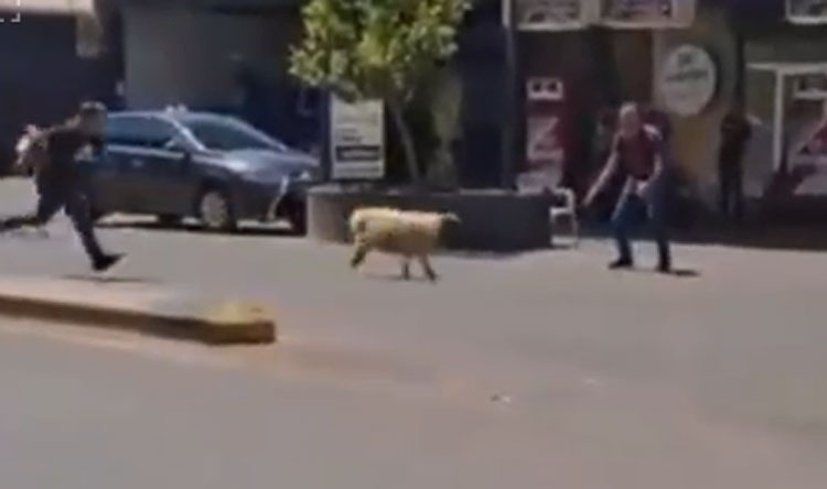 خروف