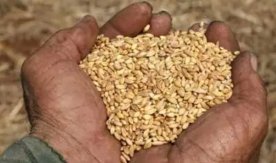 مصر تشتري 63 ألف طن من القمح الألماني بلا مناقصة