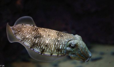 “قدرات خارقة” للحبار