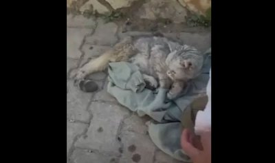 بالفيديو: إنقاذ قطة من تحت الأنقاض بعد 49 يوماً على زلزال تركيا