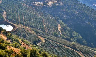 صورة من لبنانيّ: باكيش