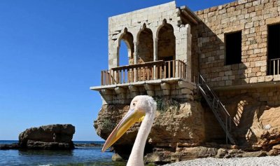 صورة من لبنانيّ: البترون