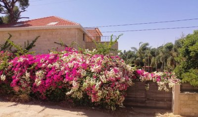 خاص ـ صورة من لبناني: برسا ـ الكورة