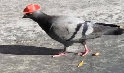 قبعة “كاوبوي” على رأس حمامة