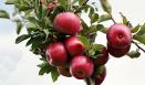 &#8220;القوات&#8221; في تنورين توزّع مبيدات لأشجار التفاح على 150 مزارعاً