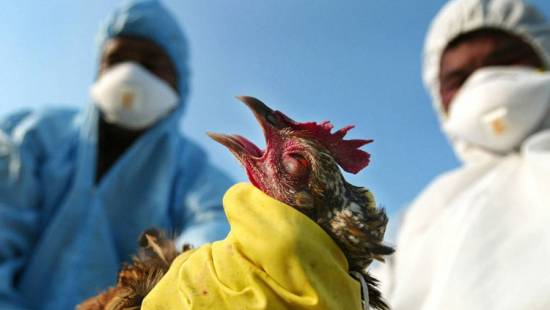فرنسا تبدأ حملة تطعيم ضد إنفلونزا الطيور